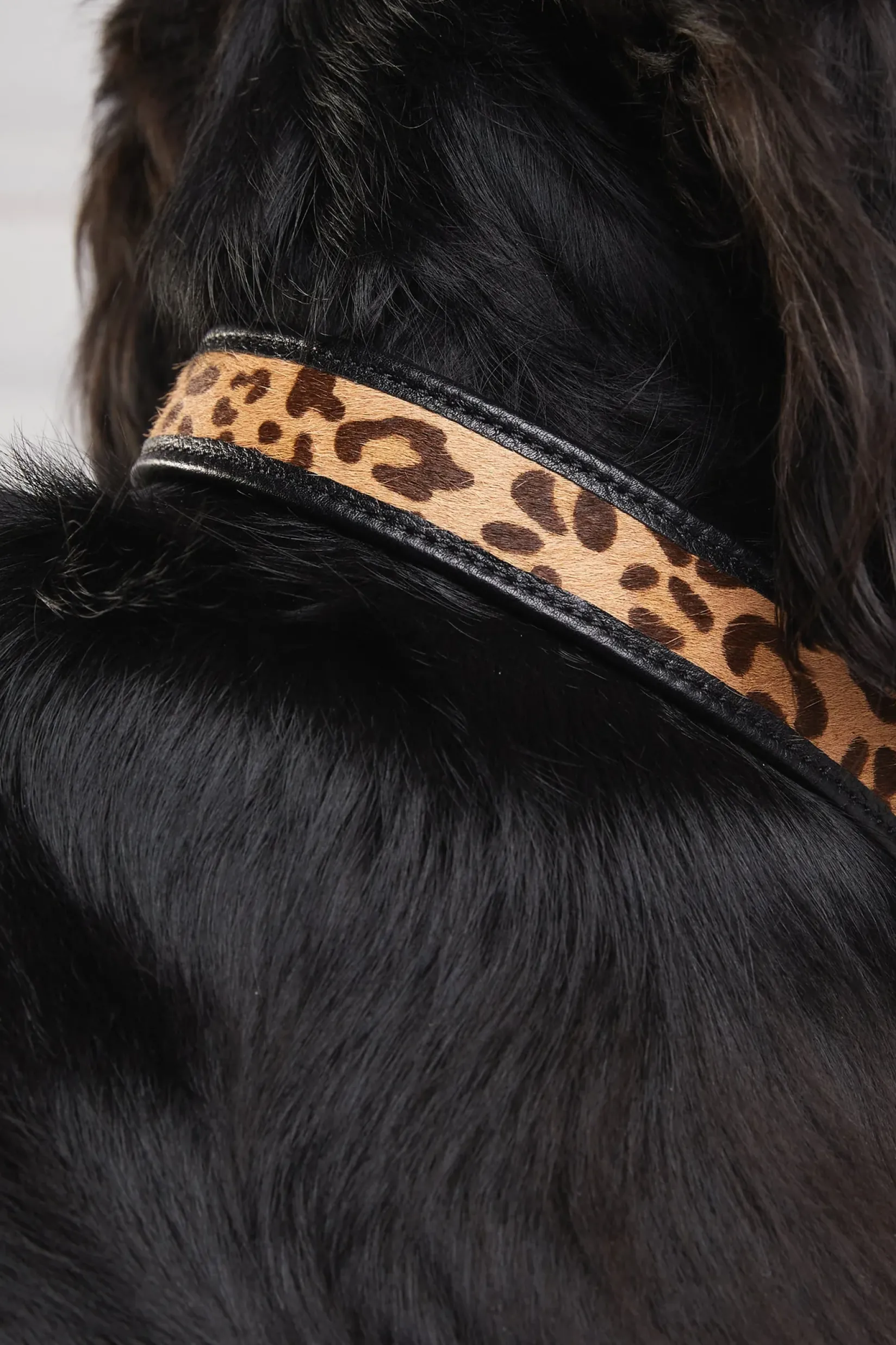 Holland Cooper Dog Collars|Dog Accessories-HC Classic Dog Collar Black & Leopard Pony
