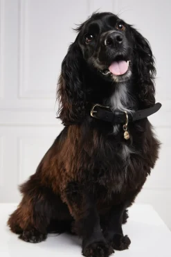 Holland Cooper Dog Collars|Dog Accessories-HC Classic Dog Collar Black & Leopard Pony