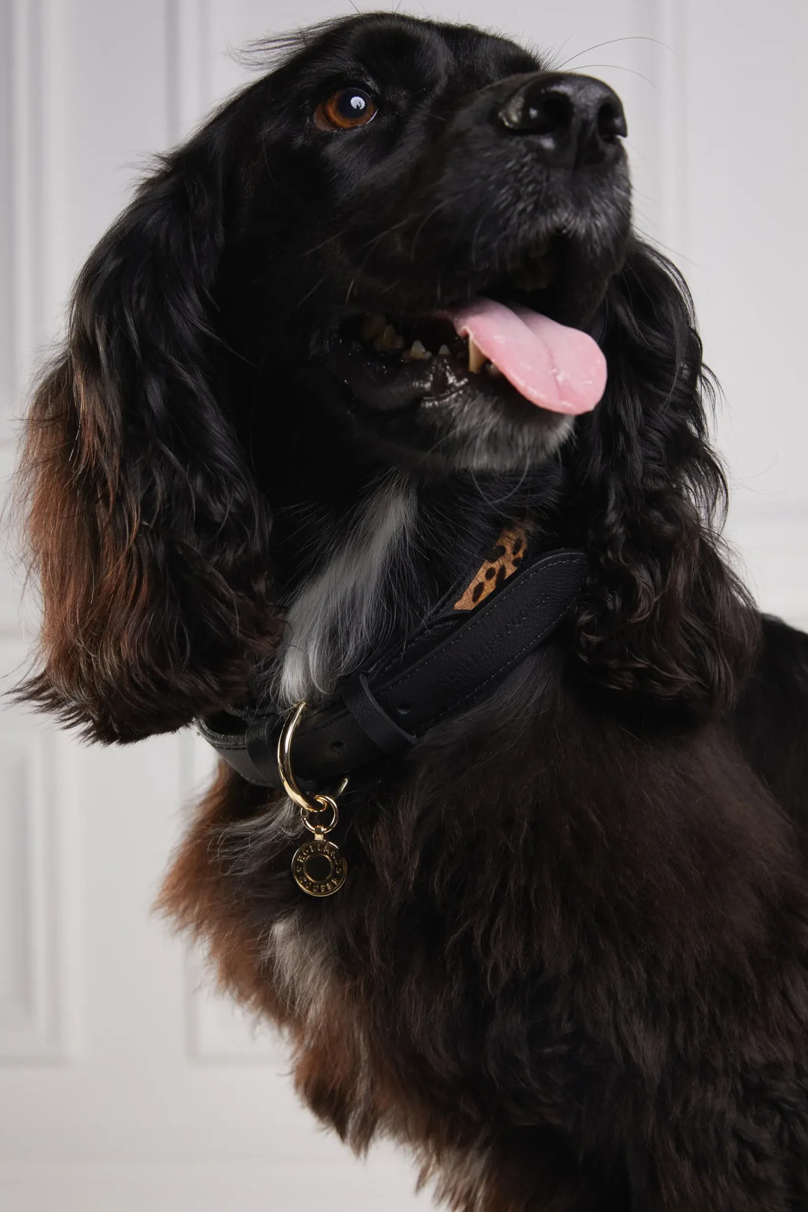 Holland Cooper Dog Collars|Dog Accessories-HC Classic Dog Collar Black & Leopard Pony