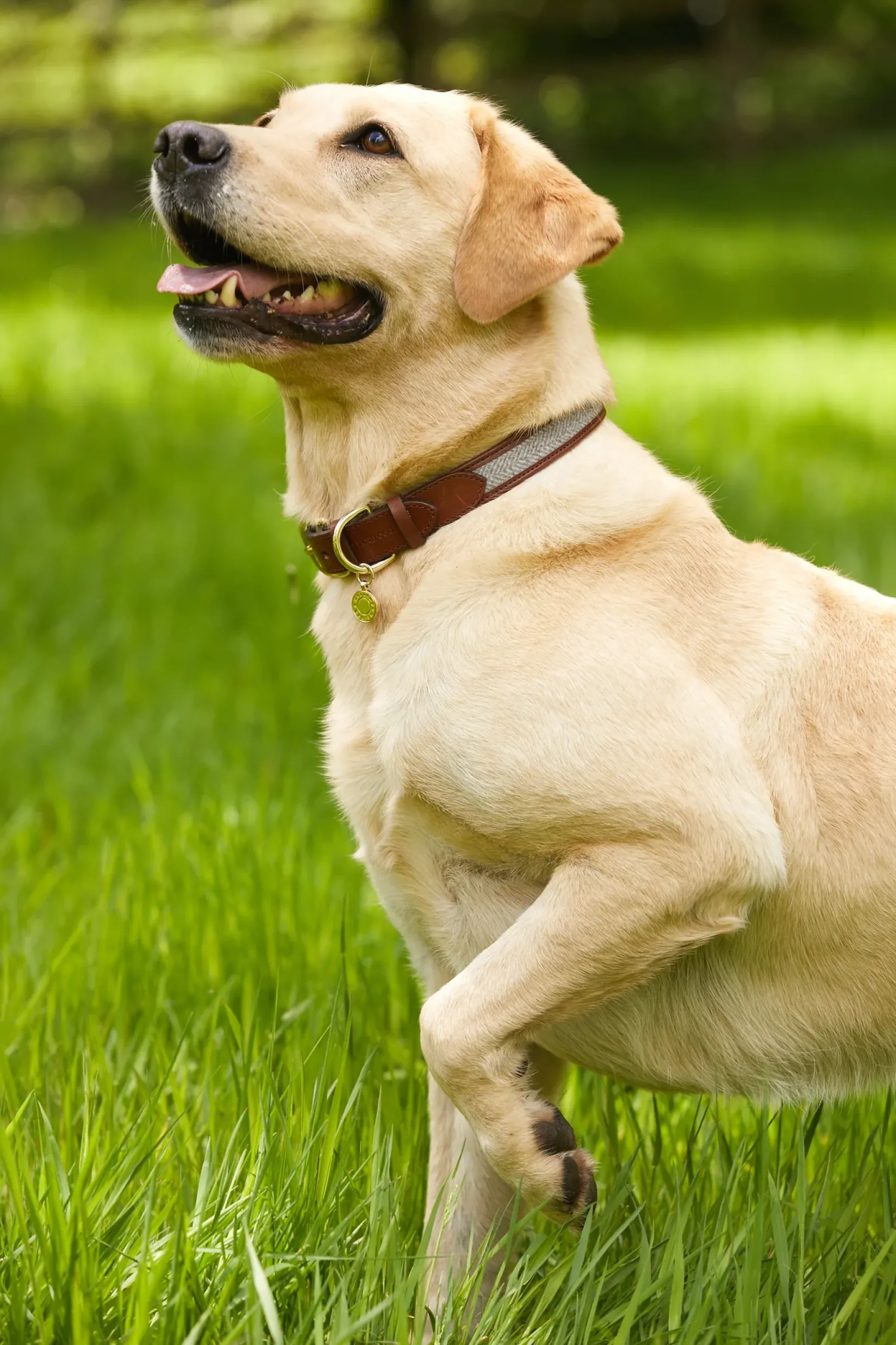 Holland Cooper Dog Collars|Dog Accessories-HC Classic Dog Collar Chestnut & Tweed