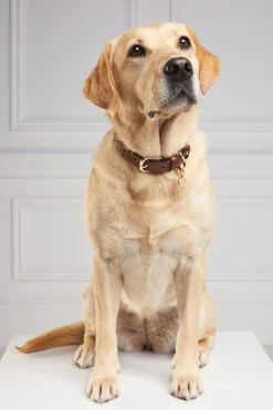 Holland Cooper Dog Collars|Dog Accessories-HC Classic Dog Collar Chestnut & Tweed