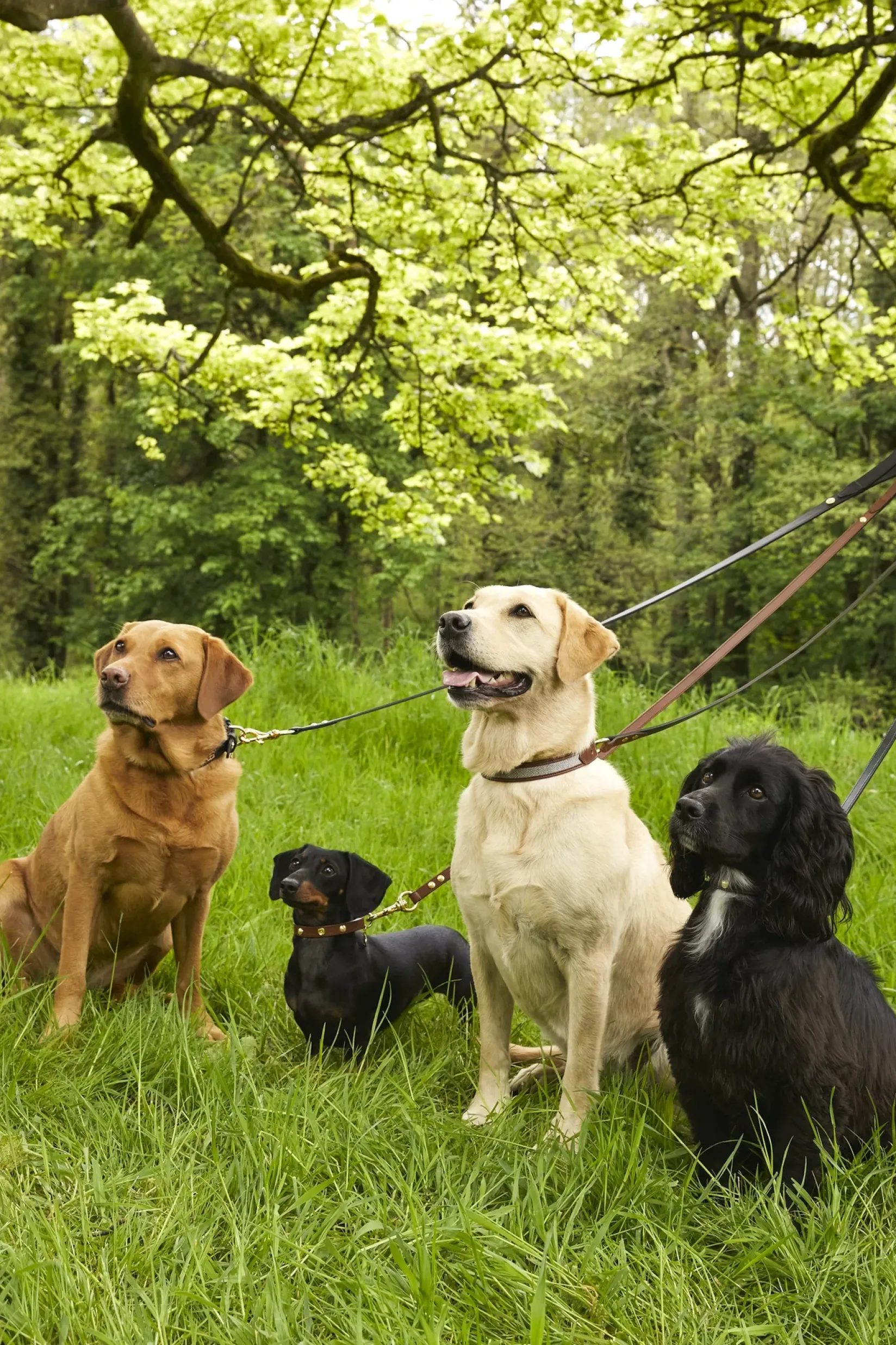Holland Cooper Dog Leads|Dog Accessories-HC Slim Dog Lead Chestnut