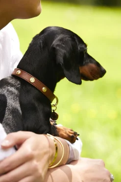 Holland Cooper Dog Collars|Dog Accessories-HC Studded Dog Collar Chestnut