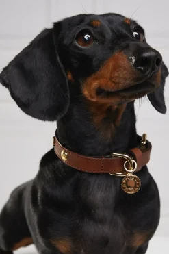 Holland Cooper Dog Collars|Dog Accessories-HC Studded Dog Collar Chestnut