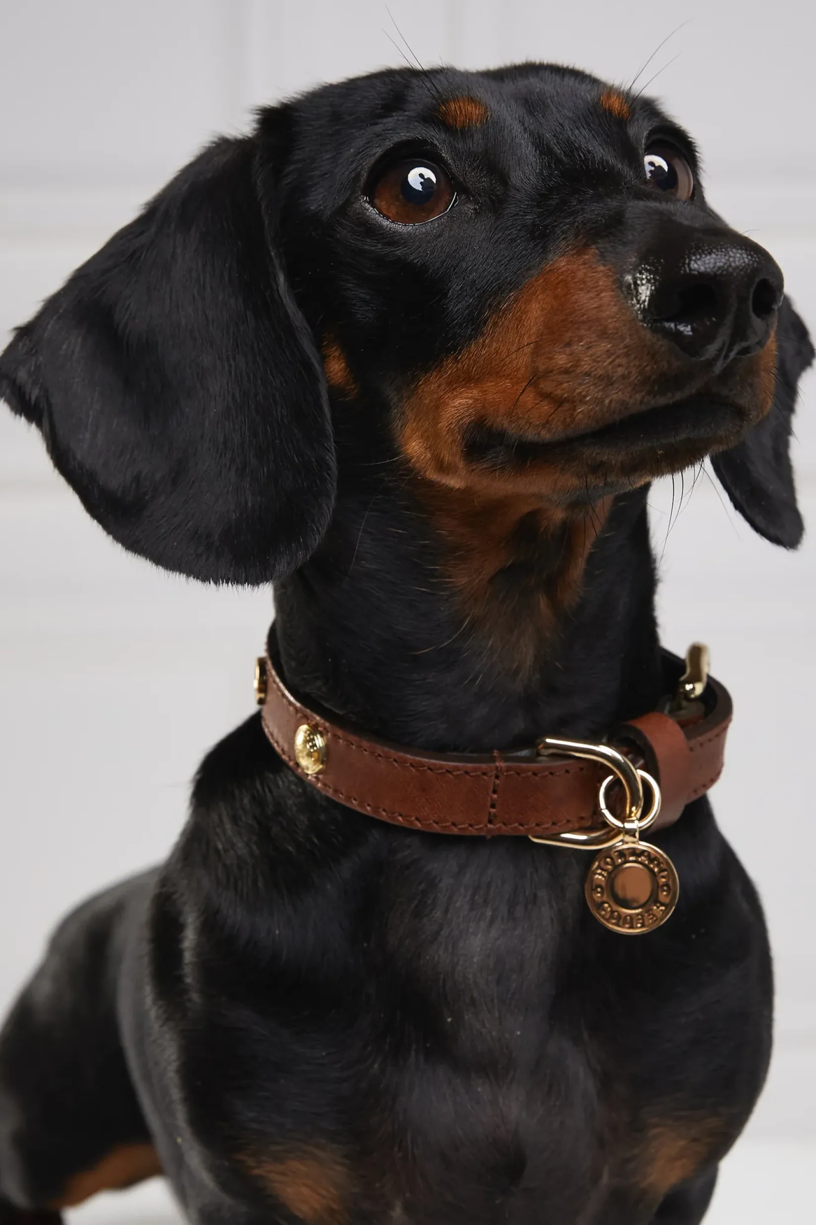Holland Cooper Dog Collars|Dog Accessories-HC Studded Dog Collar Chestnut