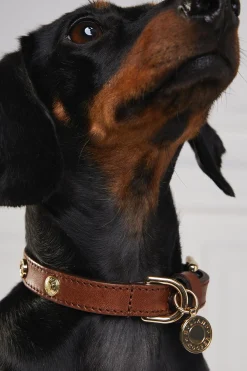Holland Cooper Dog Collars|Dog Accessories-HC Studded Dog Collar Chestnut