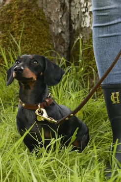 Holland Cooper Dog Collars|Dog Accessories-HC Studded Dog Collar Chestnut